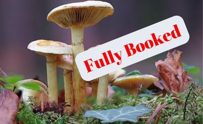 Mushroom Hike Fully Booked