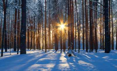 A picture of a forest in winter with snow shining through the trees.